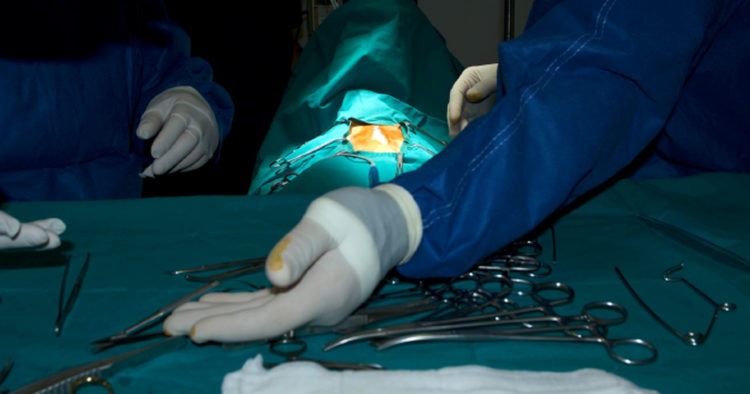 Chirurgia Addominale Di Base del Cane e del Gatto