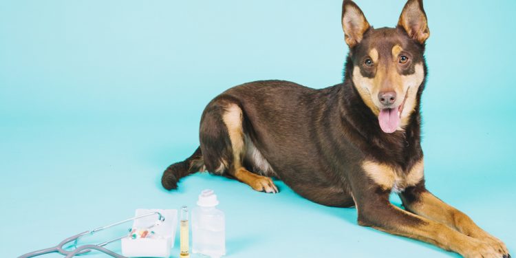 Corso sulle emergenze cardiologiche del cane e del gatto
